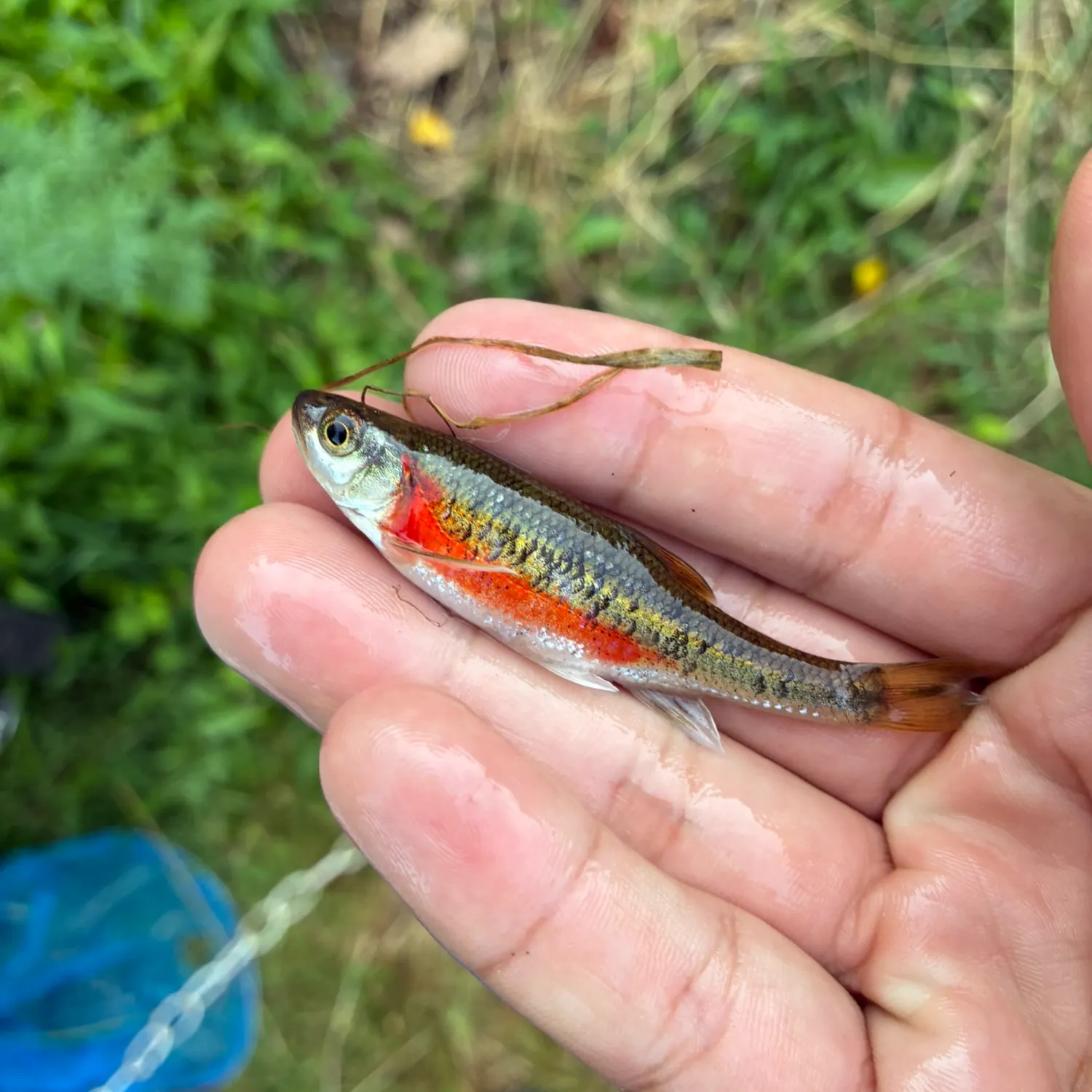 The most recent Redside dace catches on Fishbrain