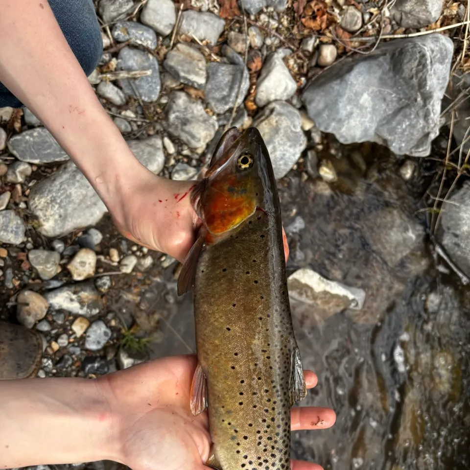 The most popular recent Yellowstone cutthroat trout catch on Fishbrain