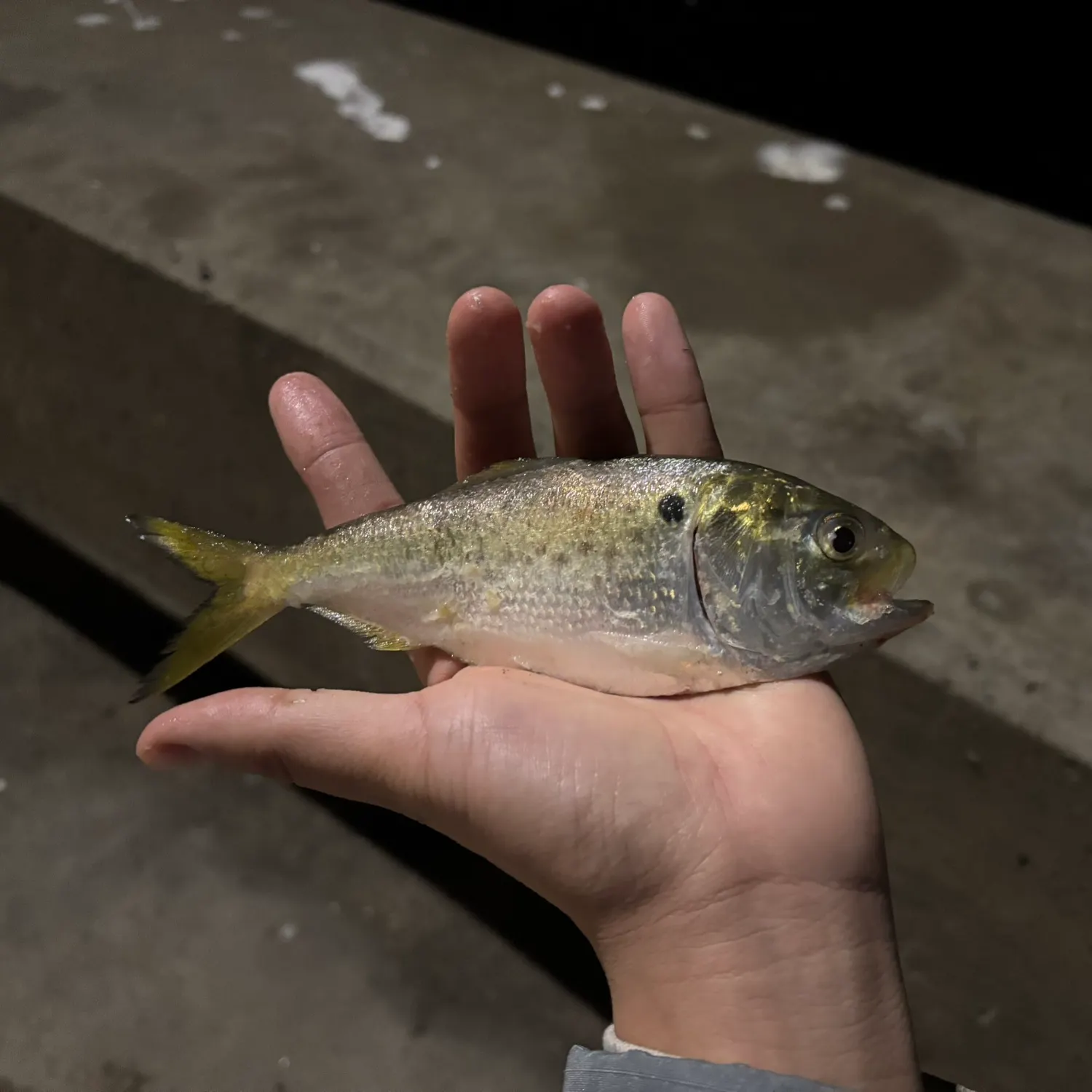 The most recent Atlantic bumper catches on Fishbrain