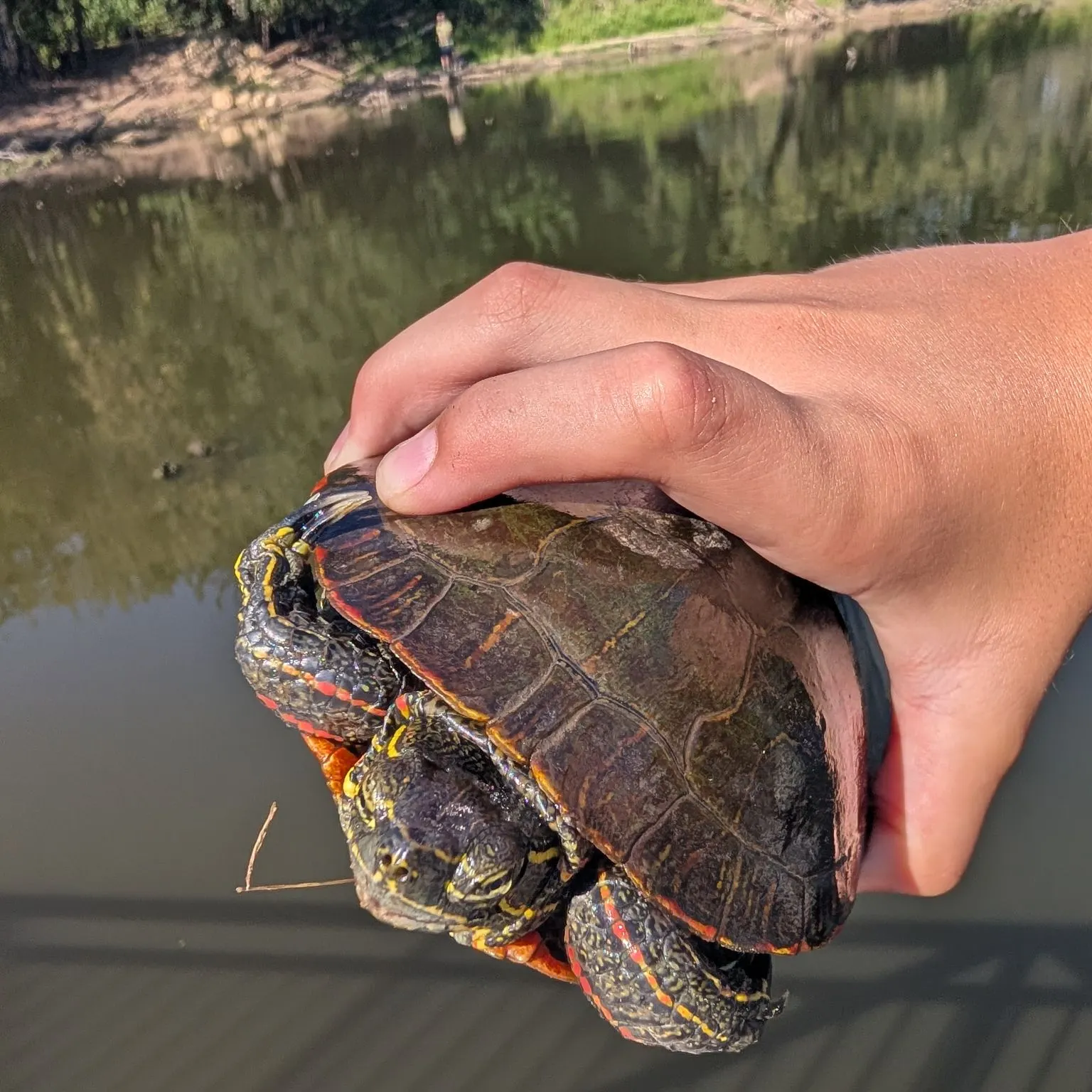 Painted turtle caught on Fishbrain