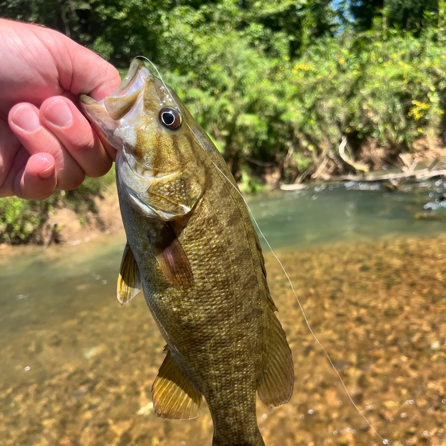 Smallmouth bass caught on Fishbrain
