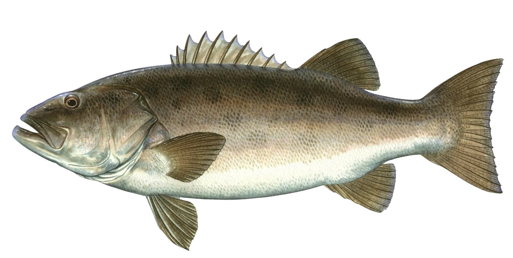 Giant sea bass