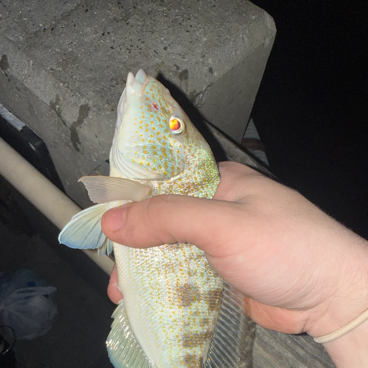 Pigfish caught on Fishbrain