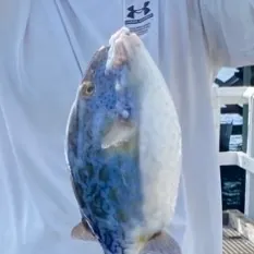 The most recent Black reef leatherjacket catches on Fishbrain