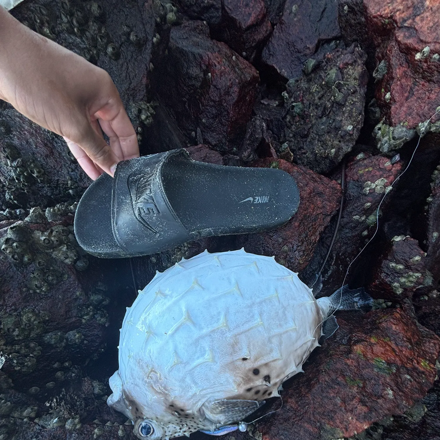 The most recent Milkspotted puffer catches on Fishbrain