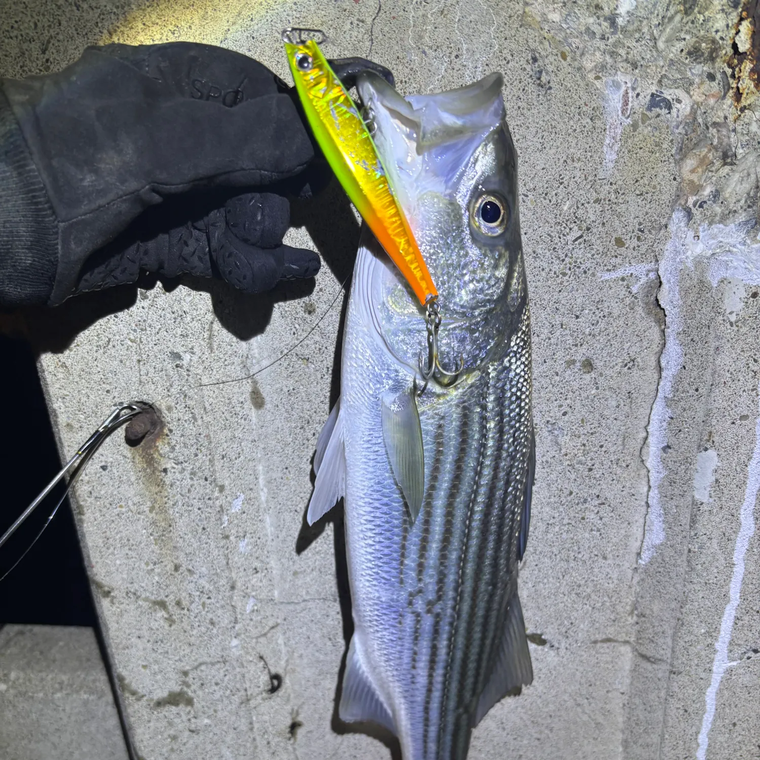 Striped bass caught on Fishbrain