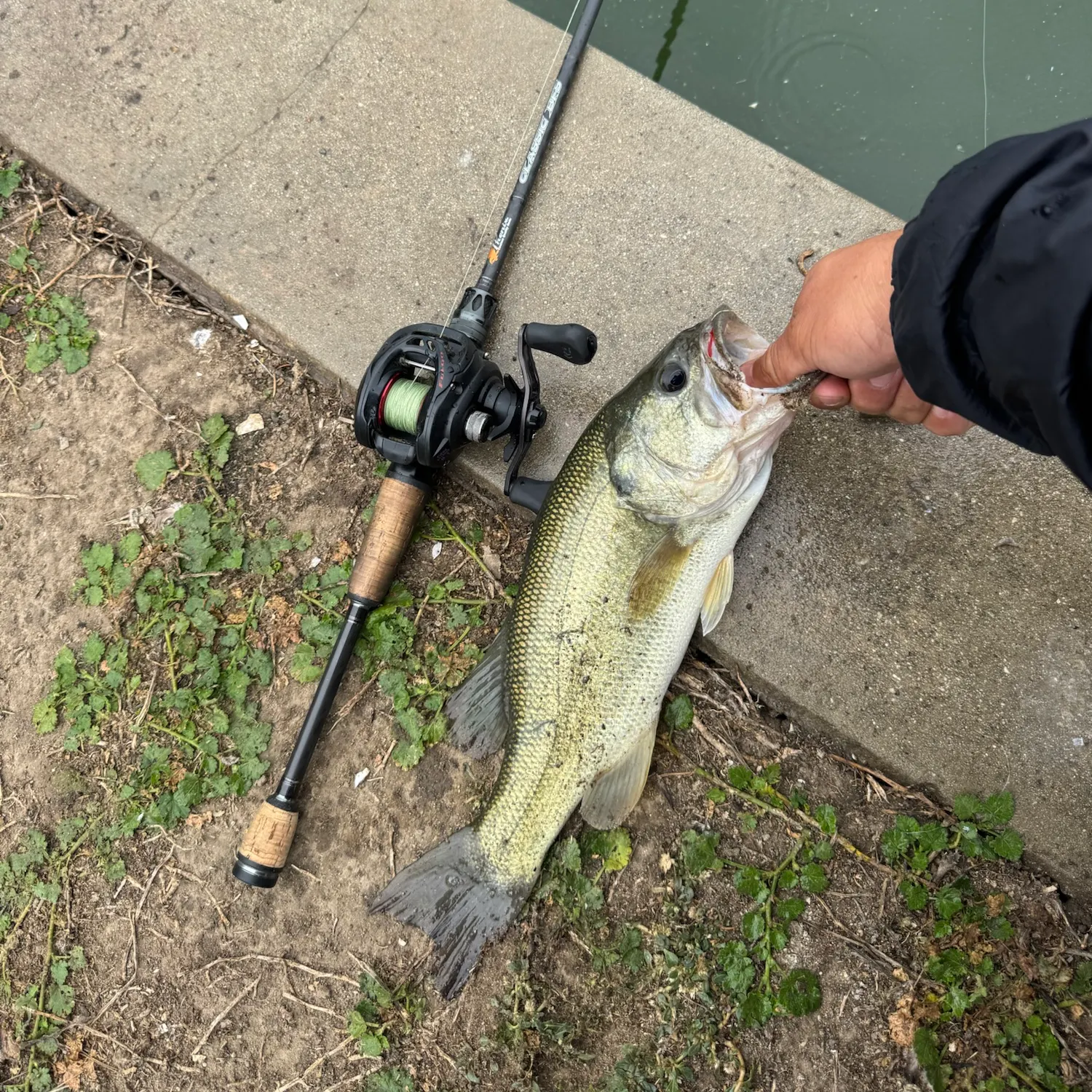 Largemouth bass caught on Fishbrain