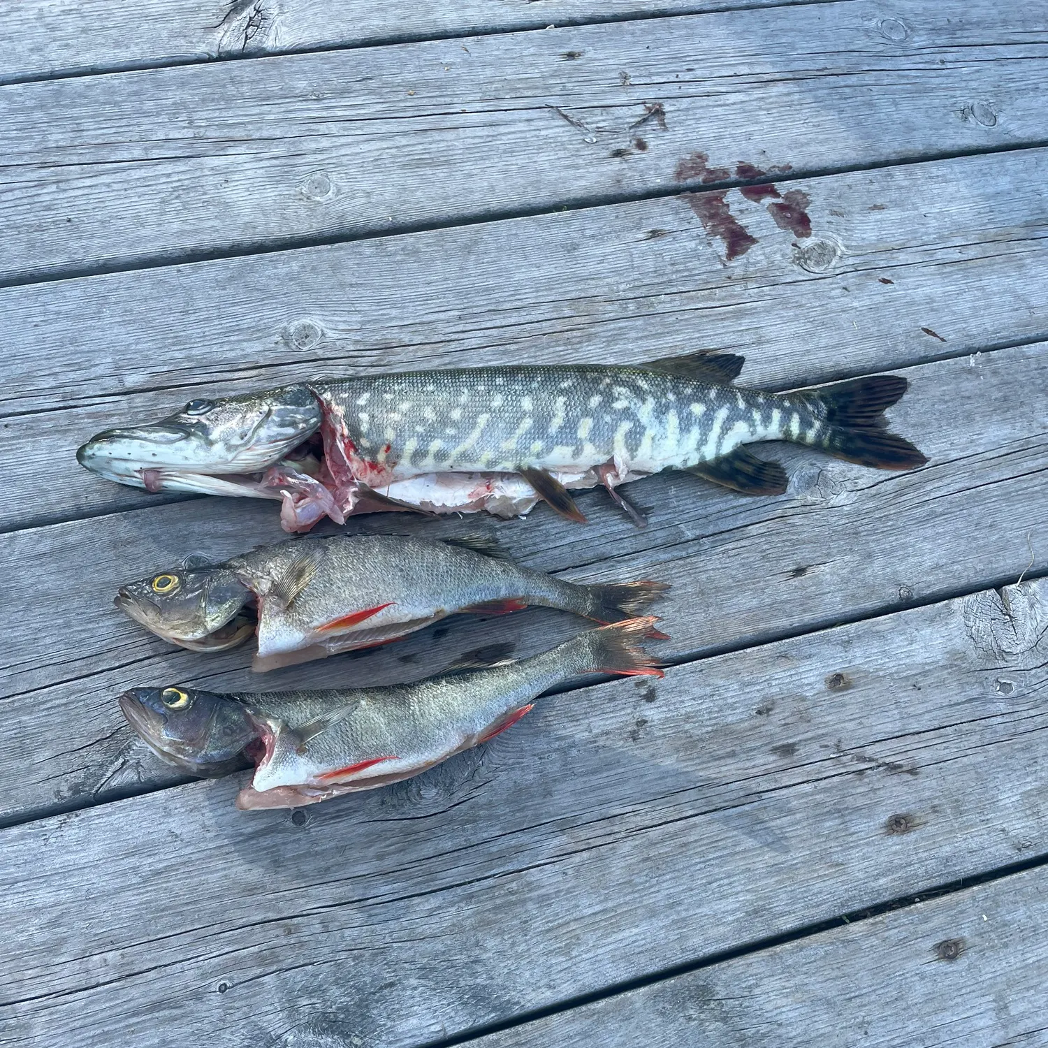 recently logged catches