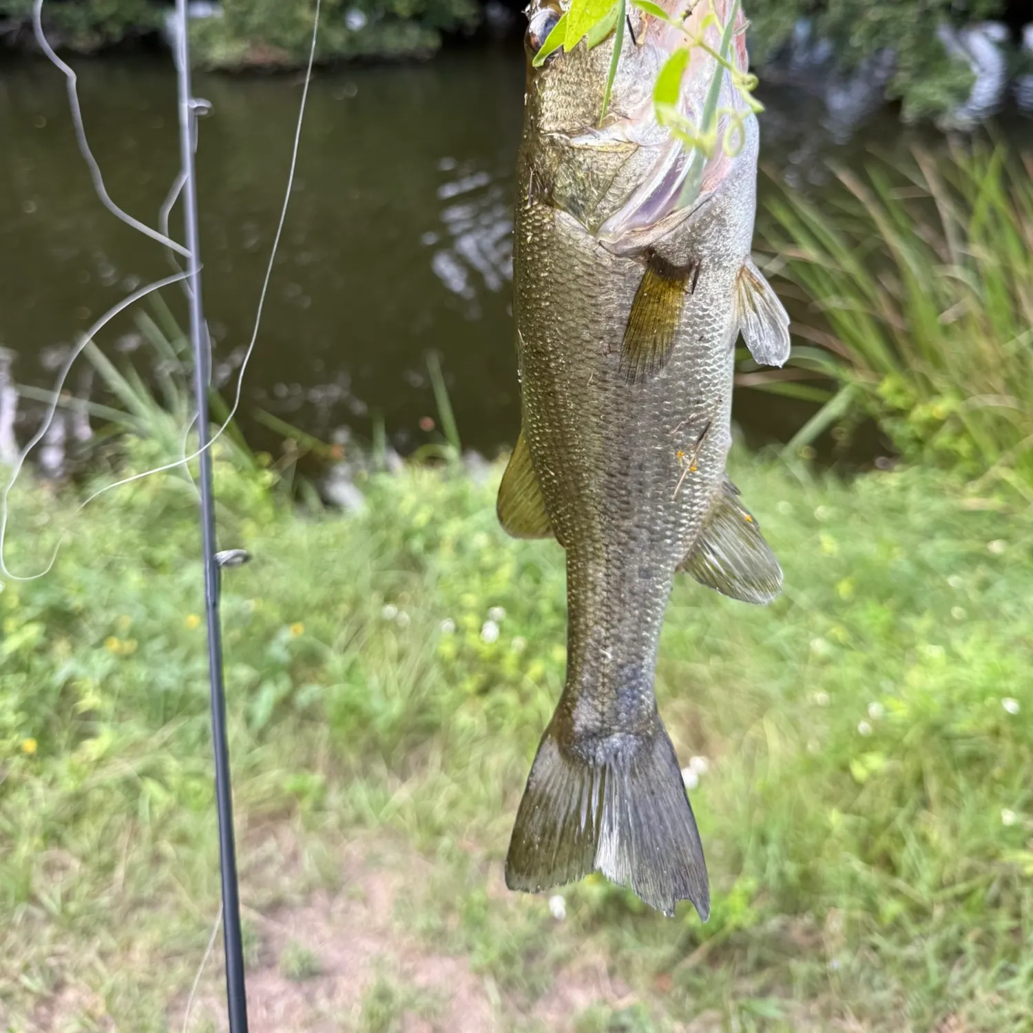 Largemouth bass caught on Fishbrain