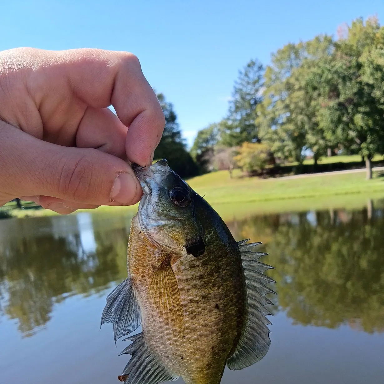 Bluegill caught on Fishbrain