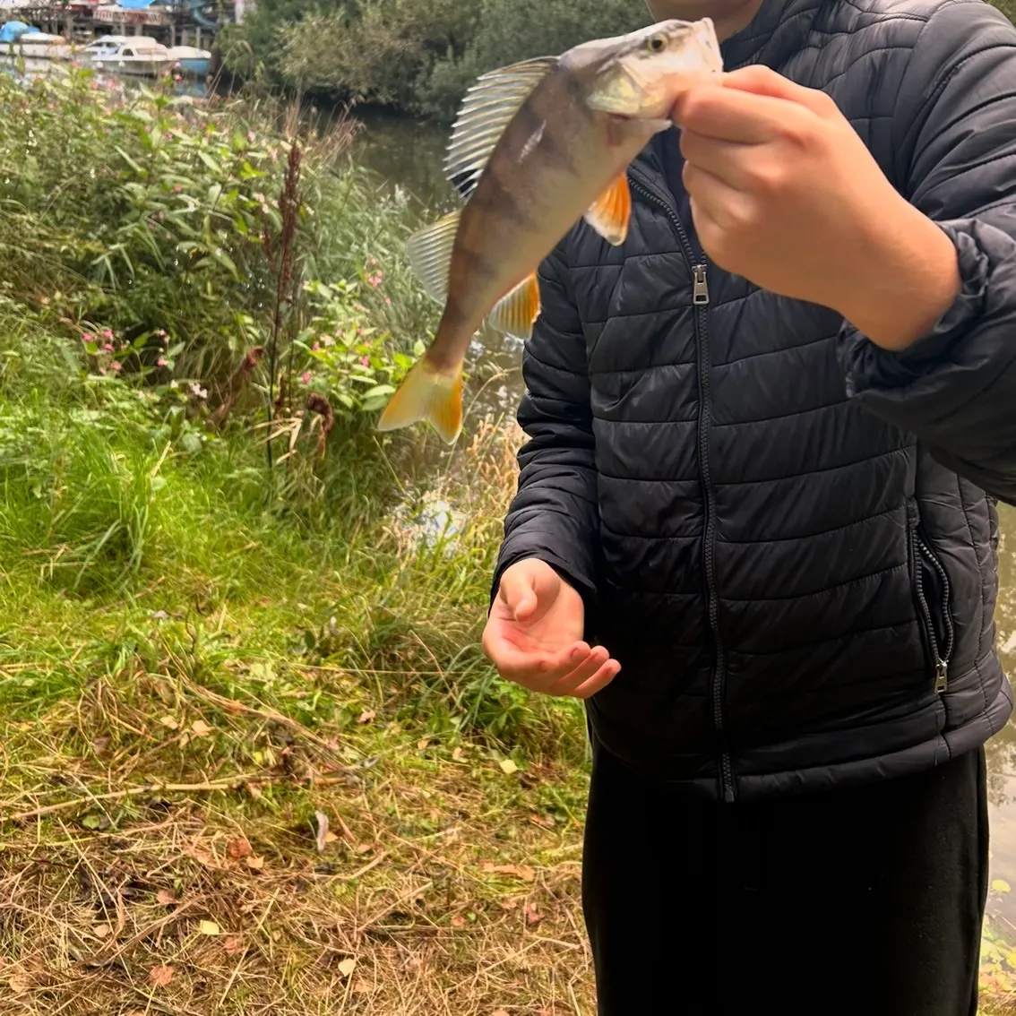 European perch caught on Fishbrain