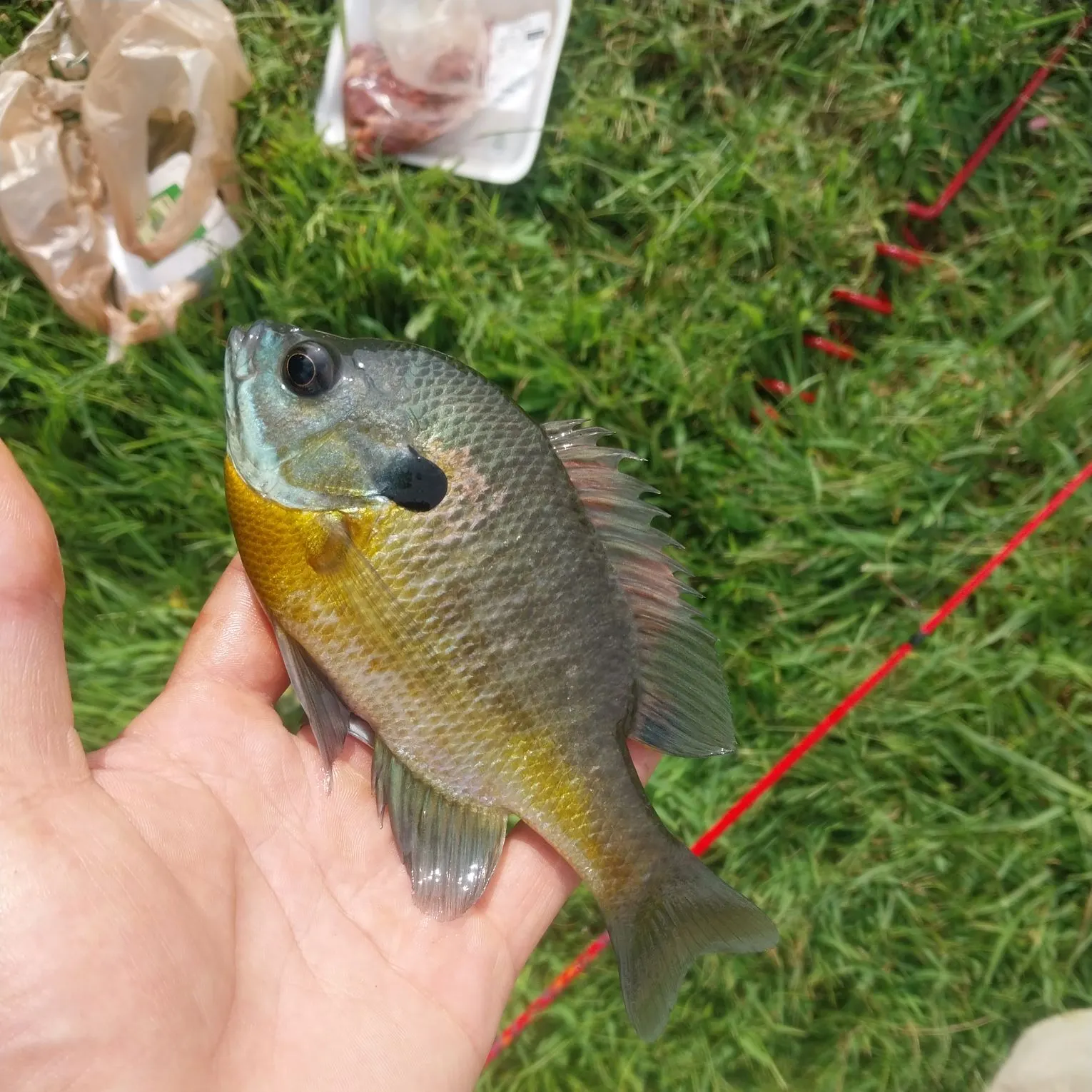 Bluegill caught on Fishbrain