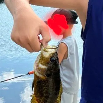 Warmouth caught on Fishbrain