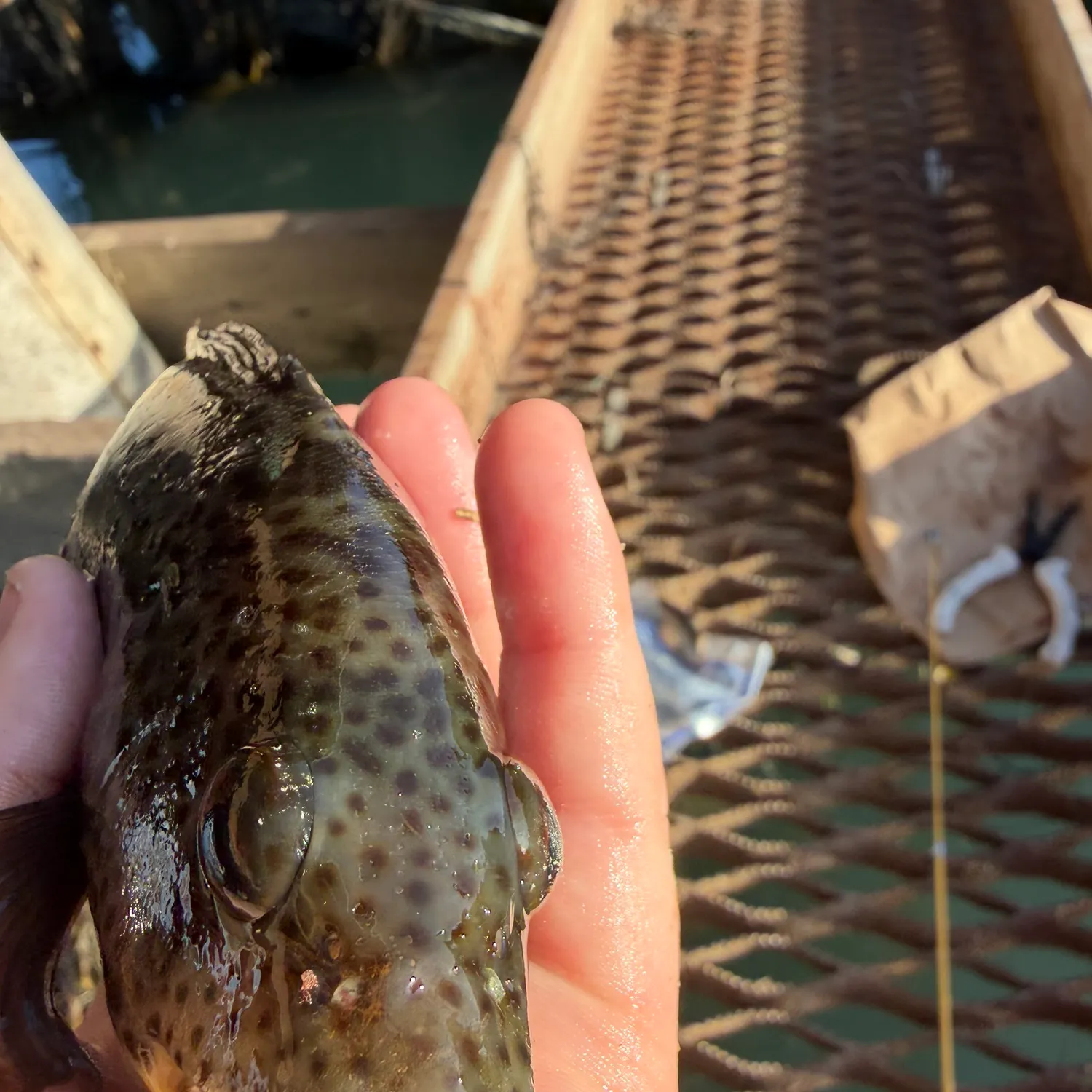 Spotted sand bass caught on Fishbrain