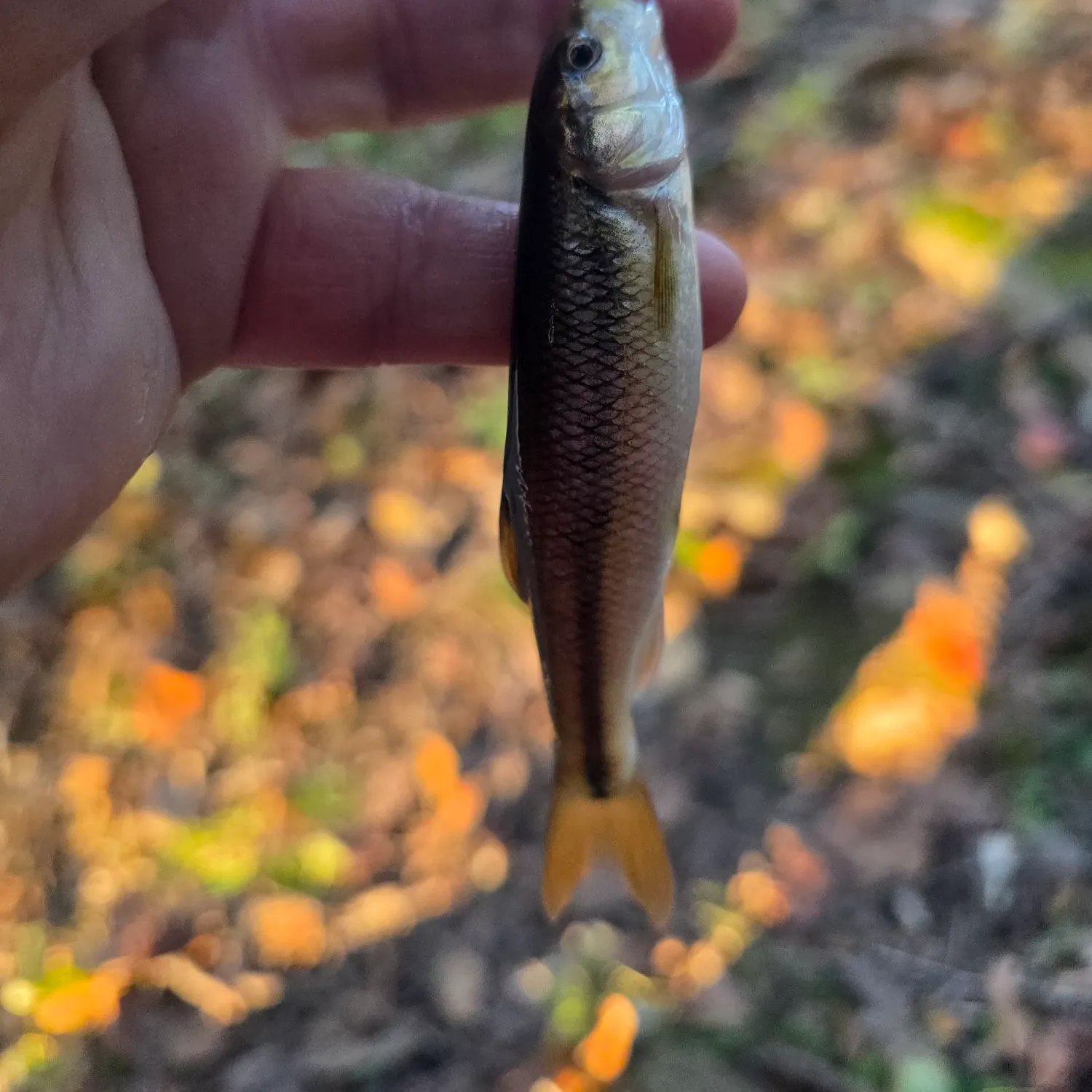 Creek chub caught on Fishbrain