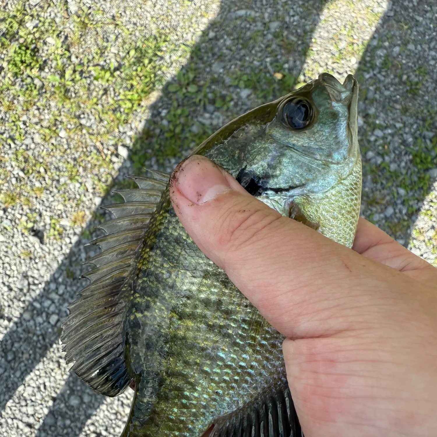 most liked catch image