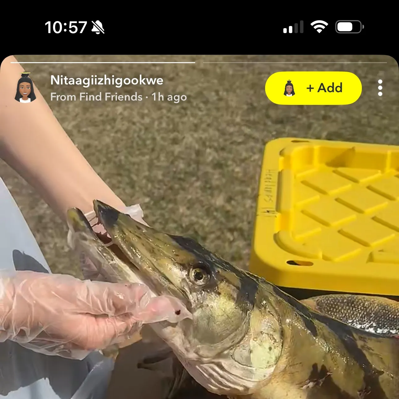 recently logged catches