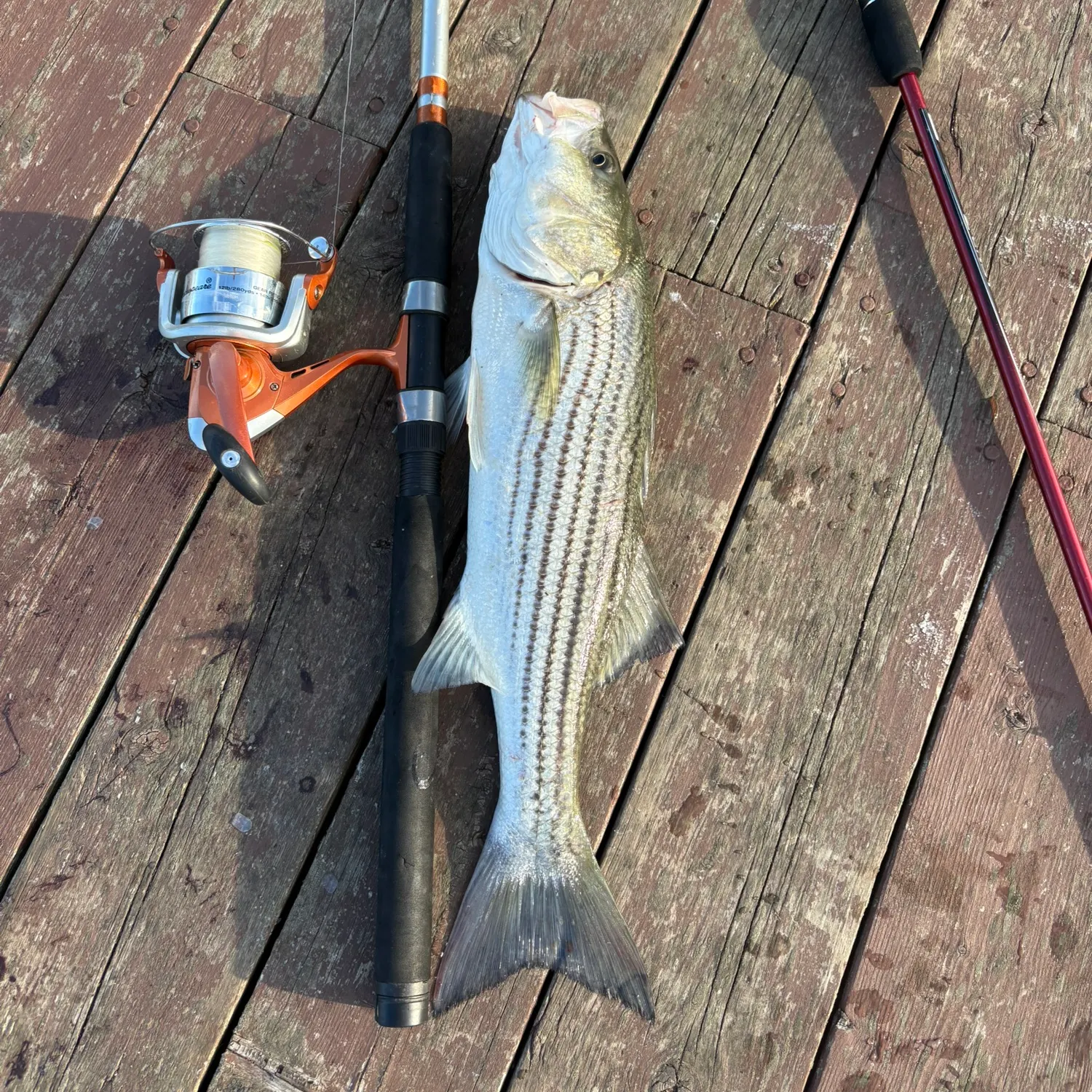 Striped bass caught on Fishbrain