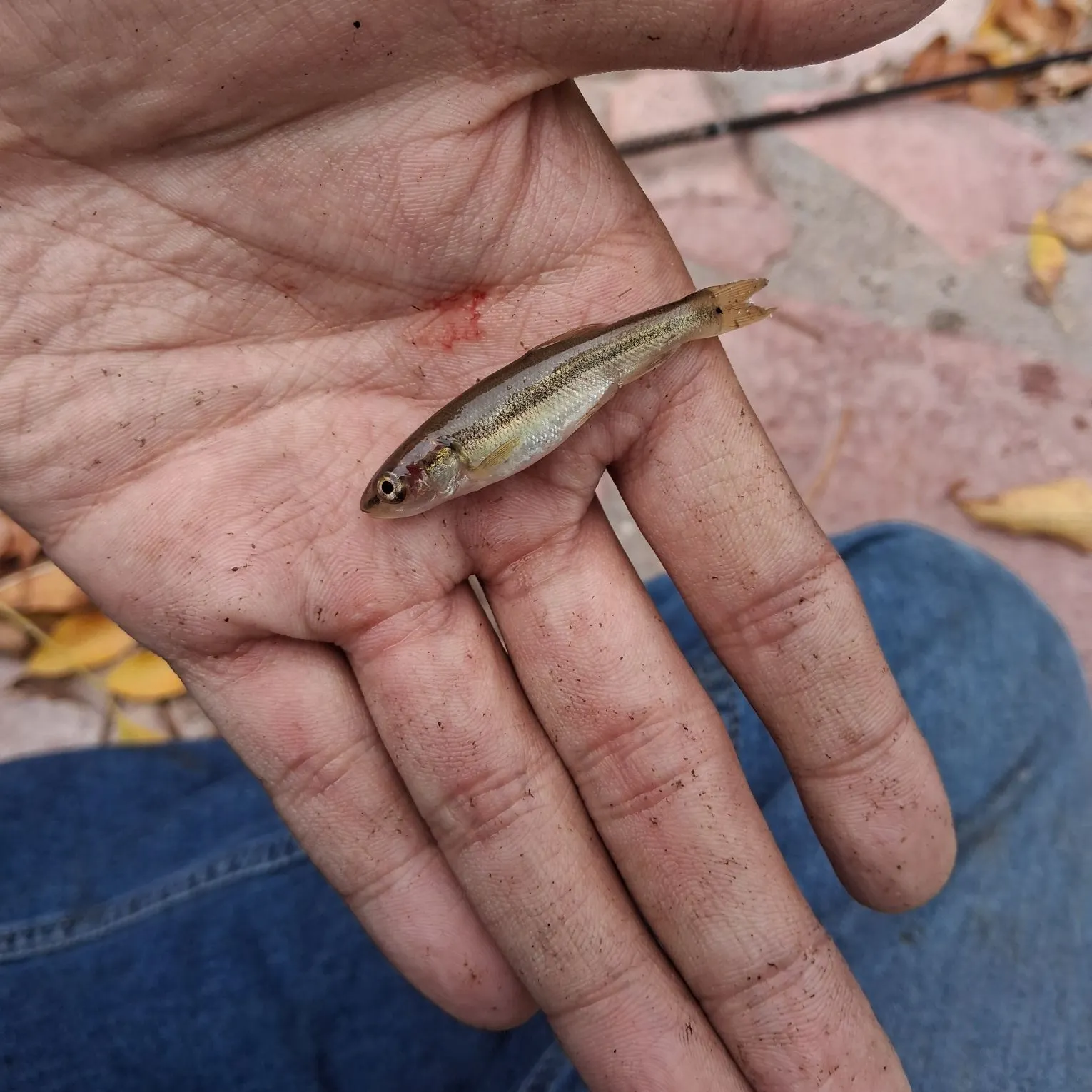 Creek chub caught on Fishbrain