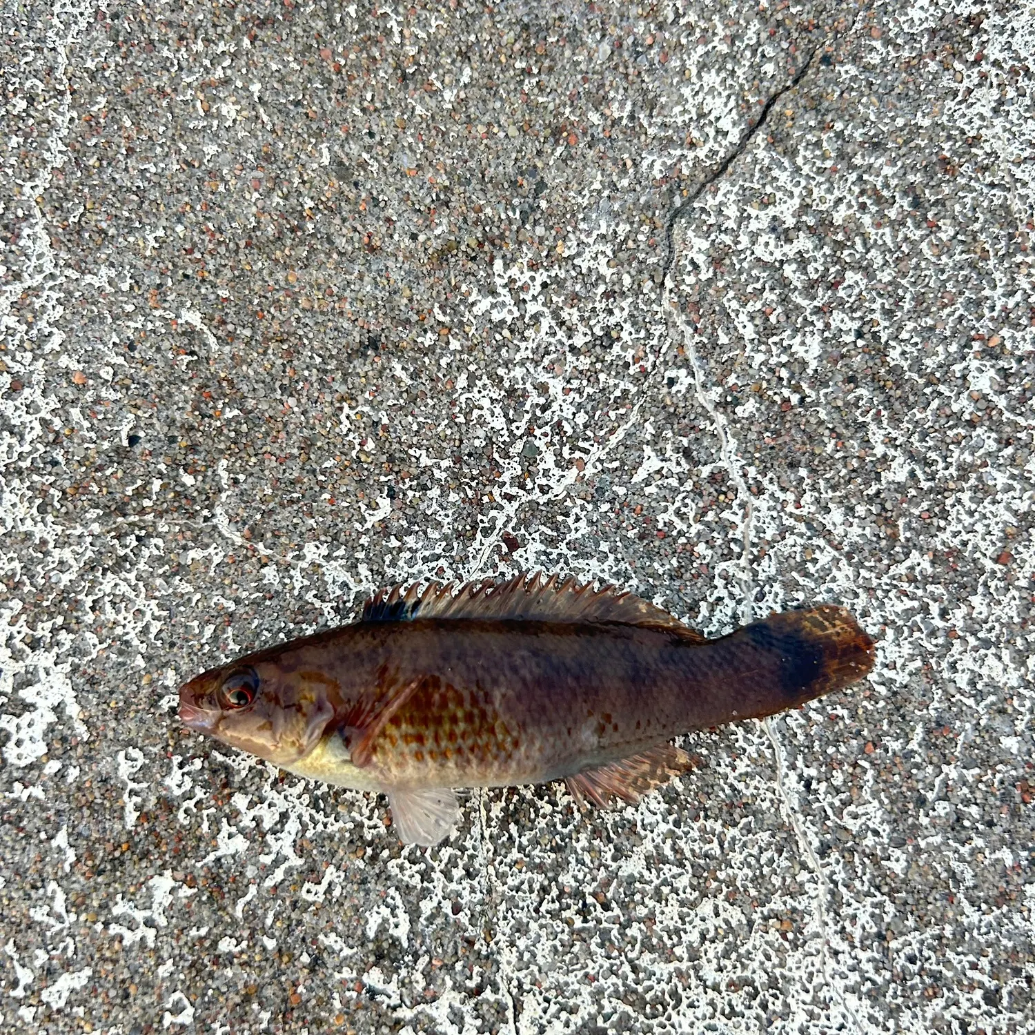 The most recent Corkwing wrasse catches on Fishbrain