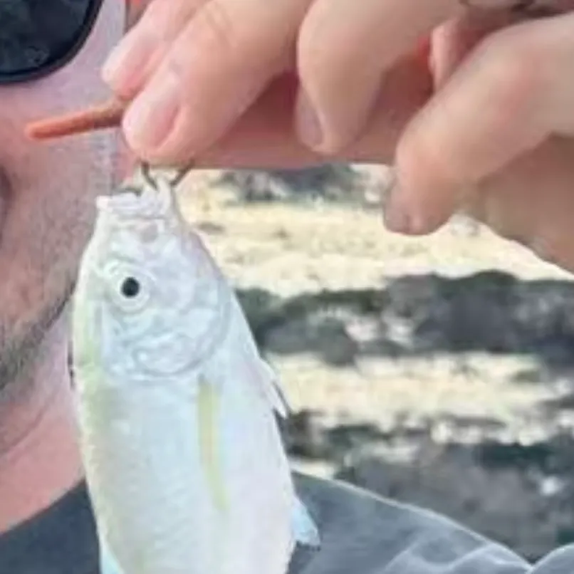 The most recent Bluefin trevally catches on Fishbrain