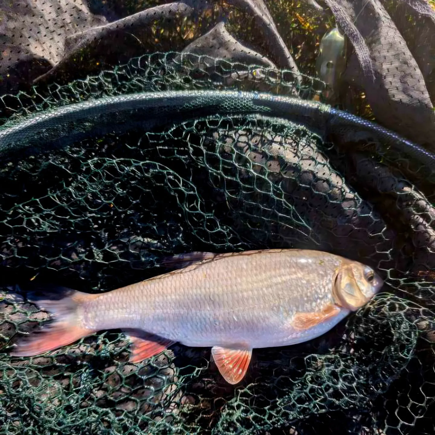 The most recent Ide catches on Fishbrain