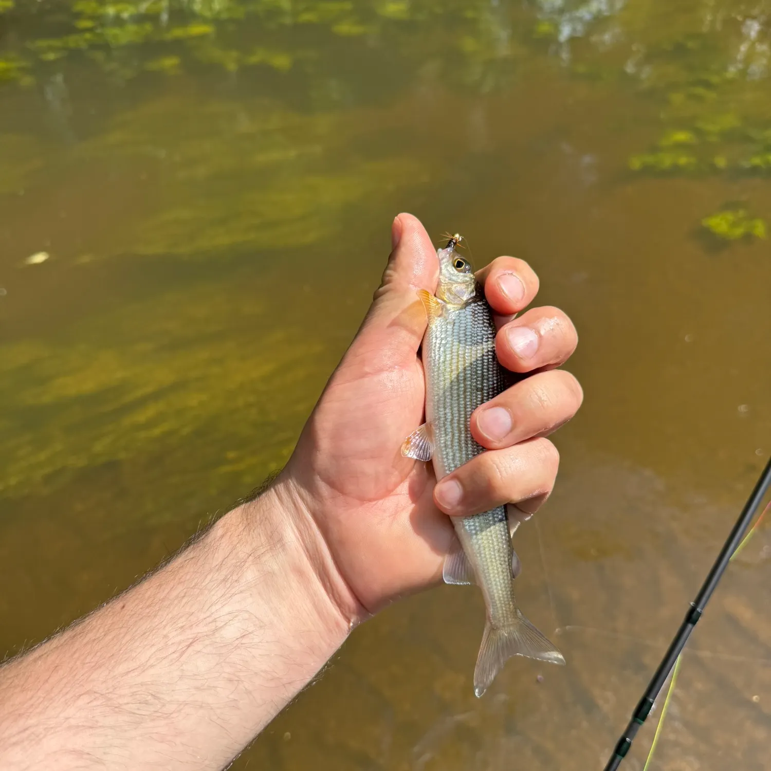 The most recent European grayling catches on Fishbrain