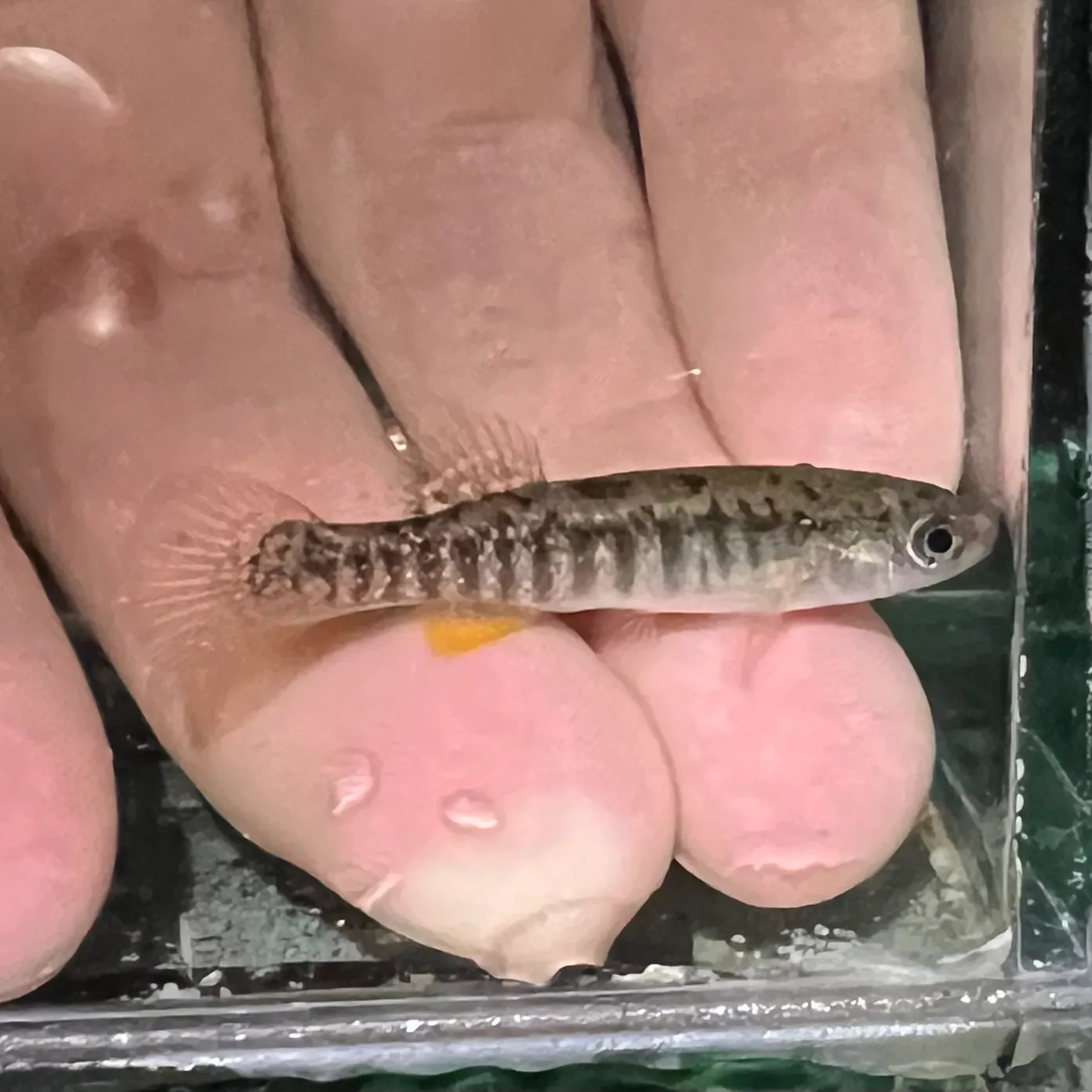 The most recent Marsh killifish catches on Fishbrain