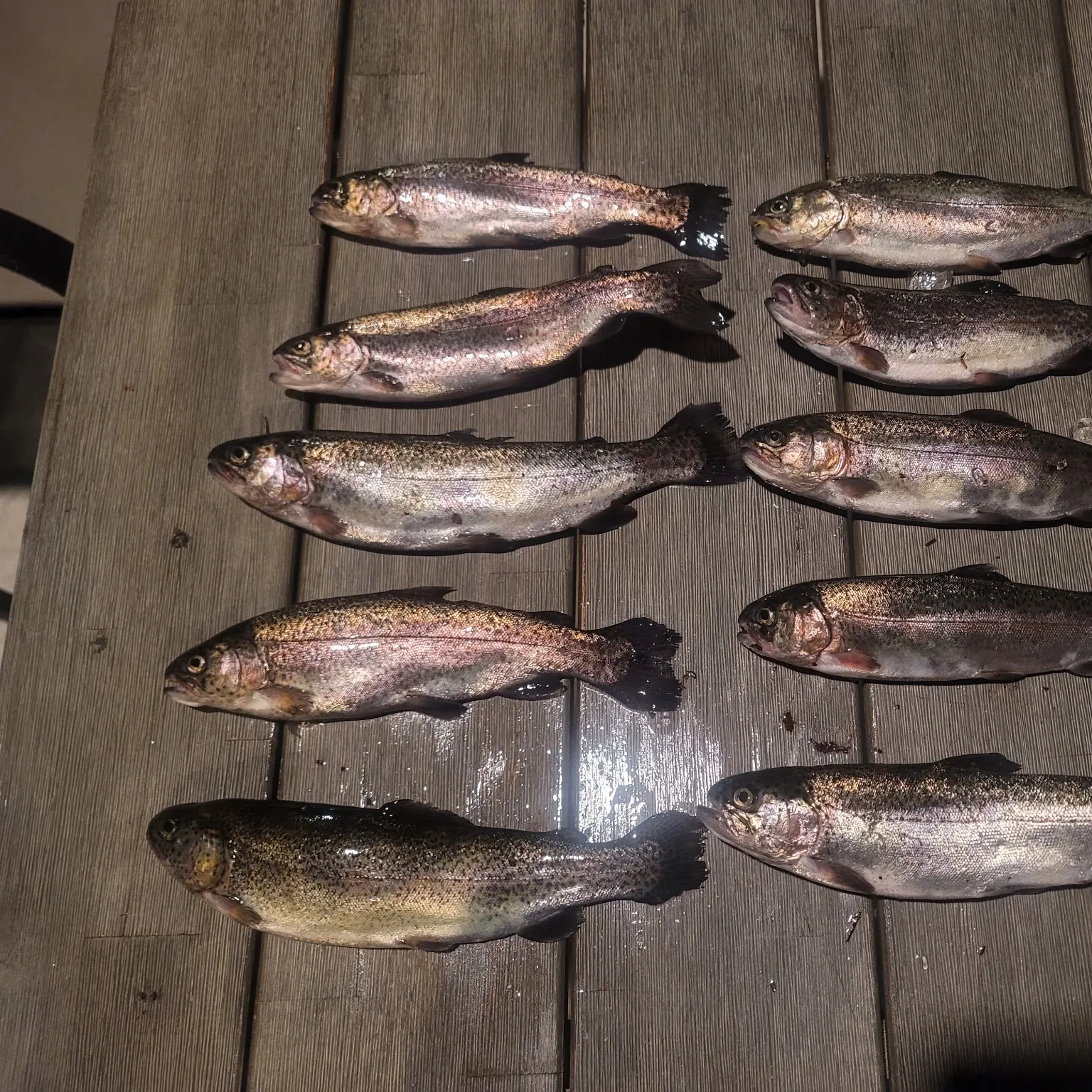 recently logged catches