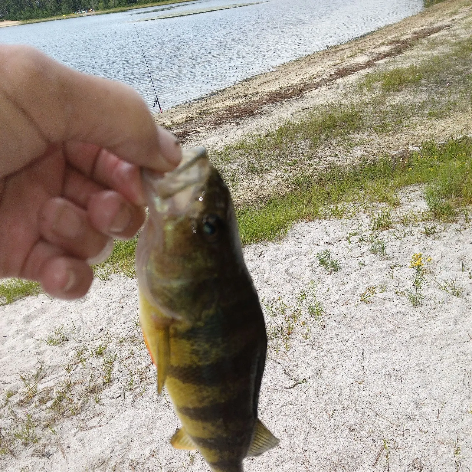 Yellow perch caught on Fishbrain