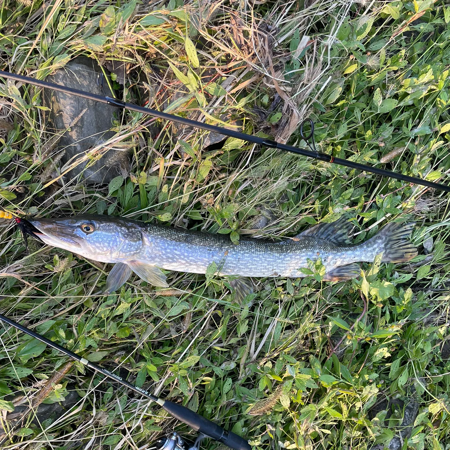 Northern pike caught on Fishbrain
