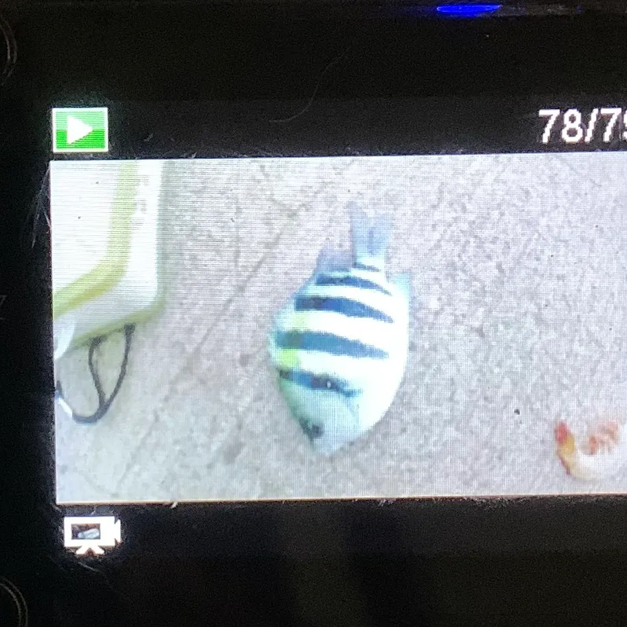 The most recent Indo-Pacific sergeant catches on Fishbrain