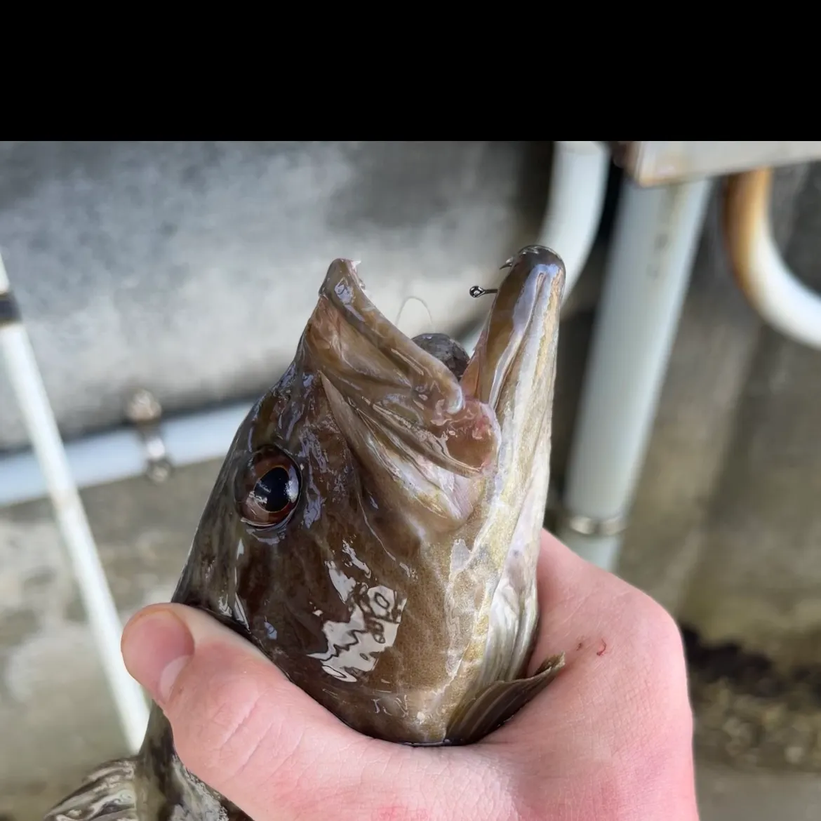 The most recent Gag grouper catches on Fishbrain