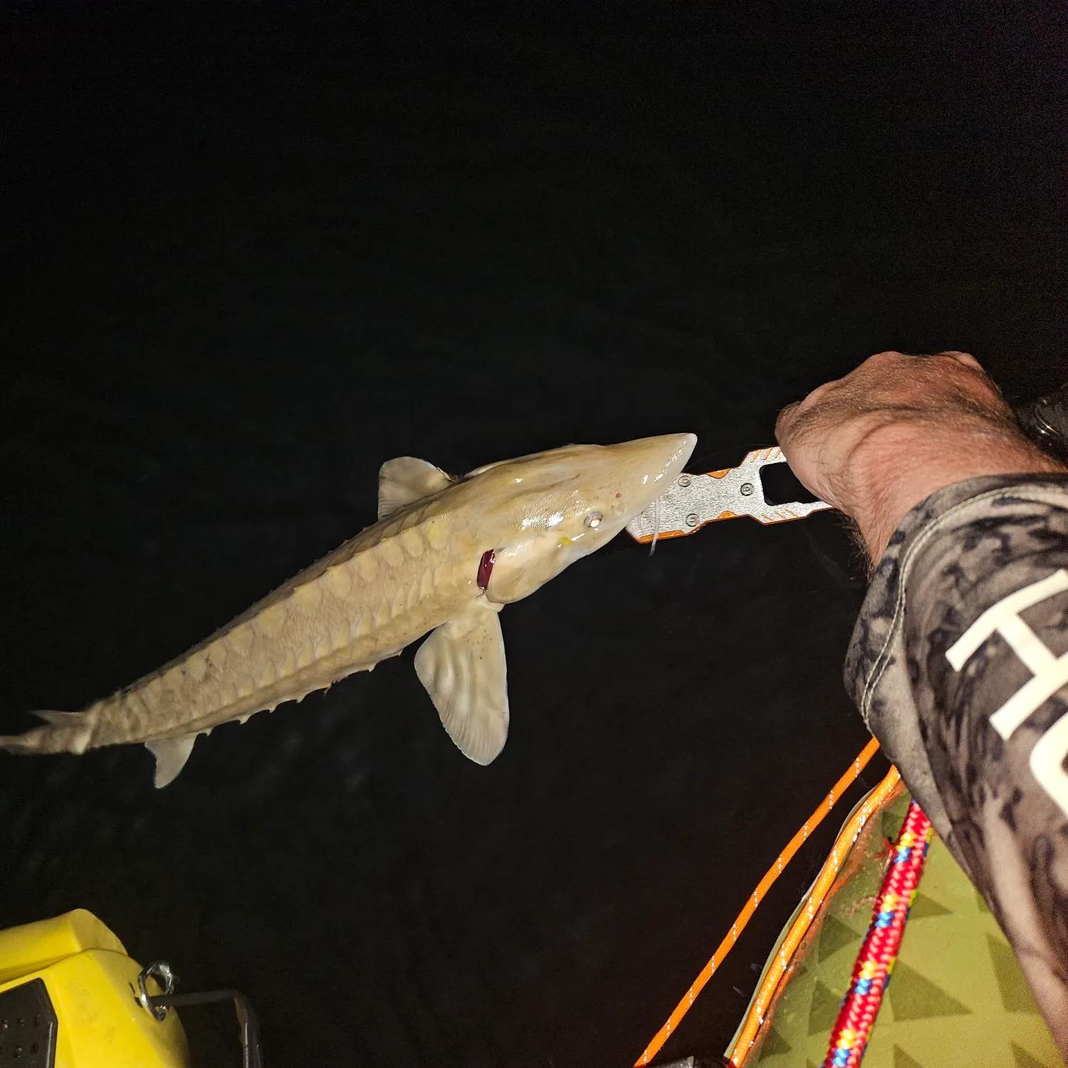 Lake sturgeon caught on Fishbrain