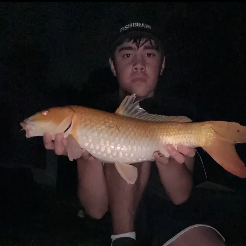 The most recent Koi carp catches on Fishbrain