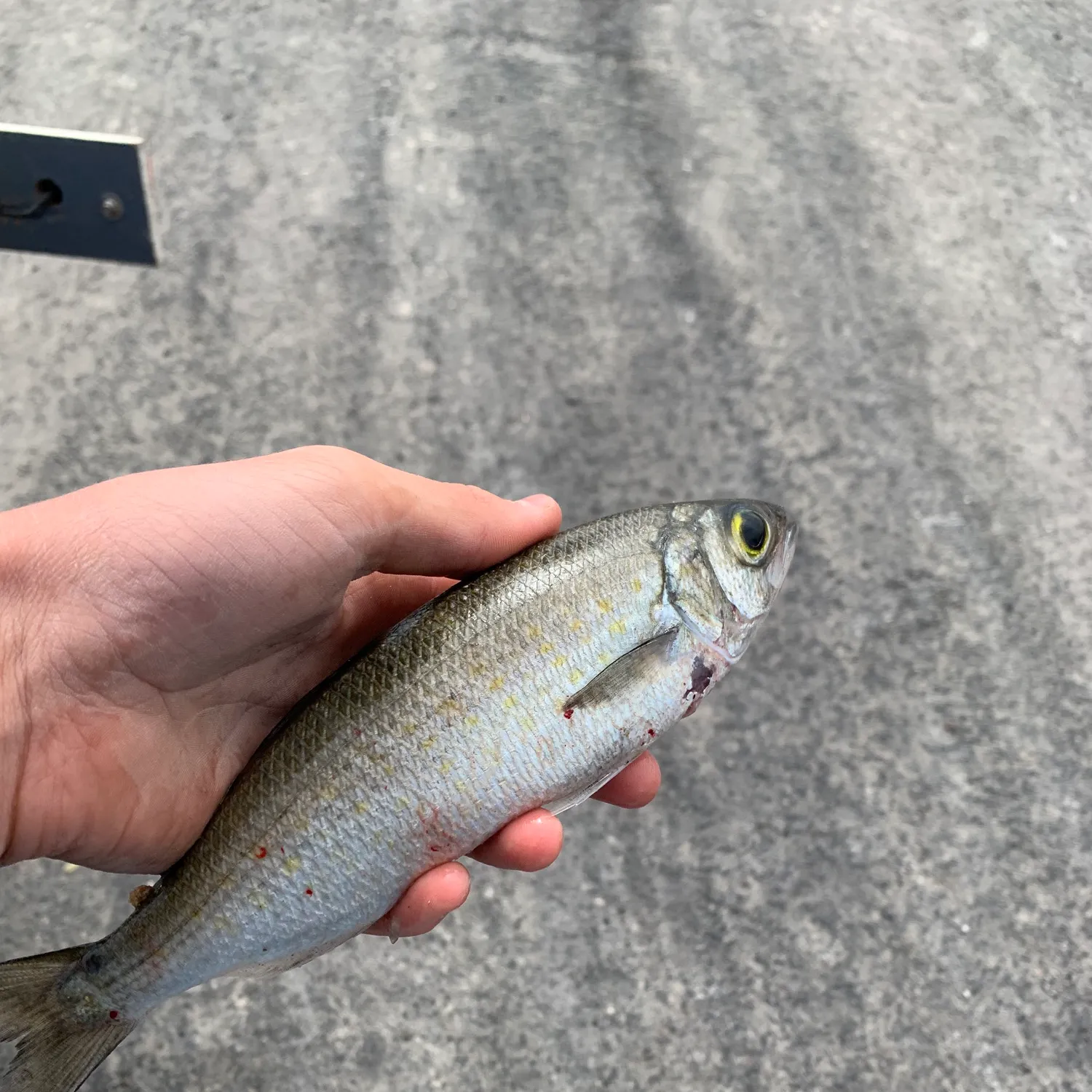 The most recent Australian barracuda catches on Fishbrain