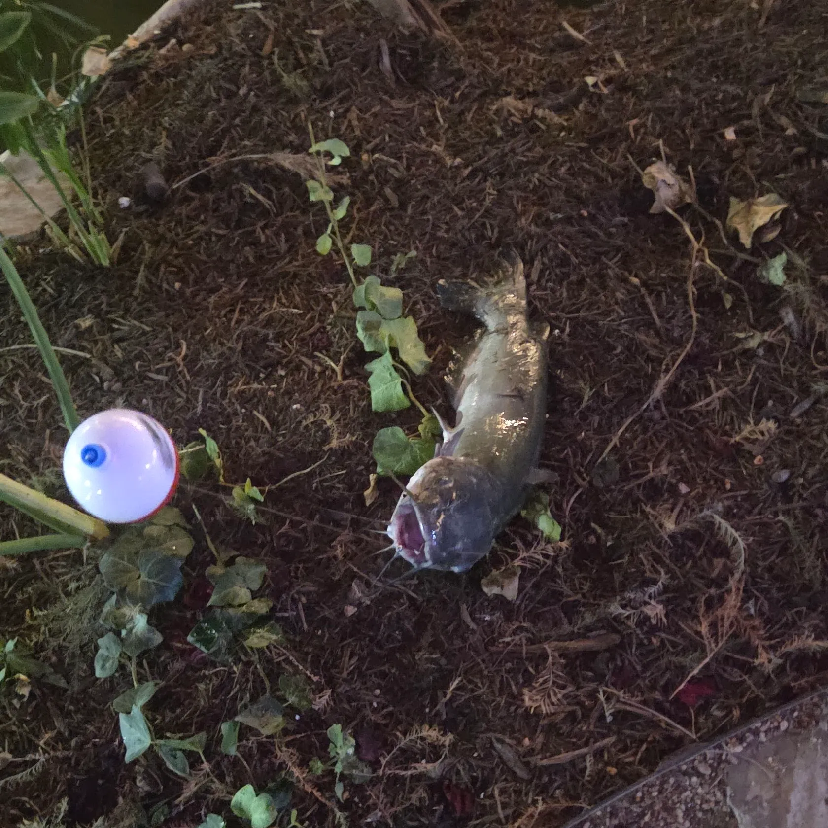 Channel catfish caught on Fishbrain