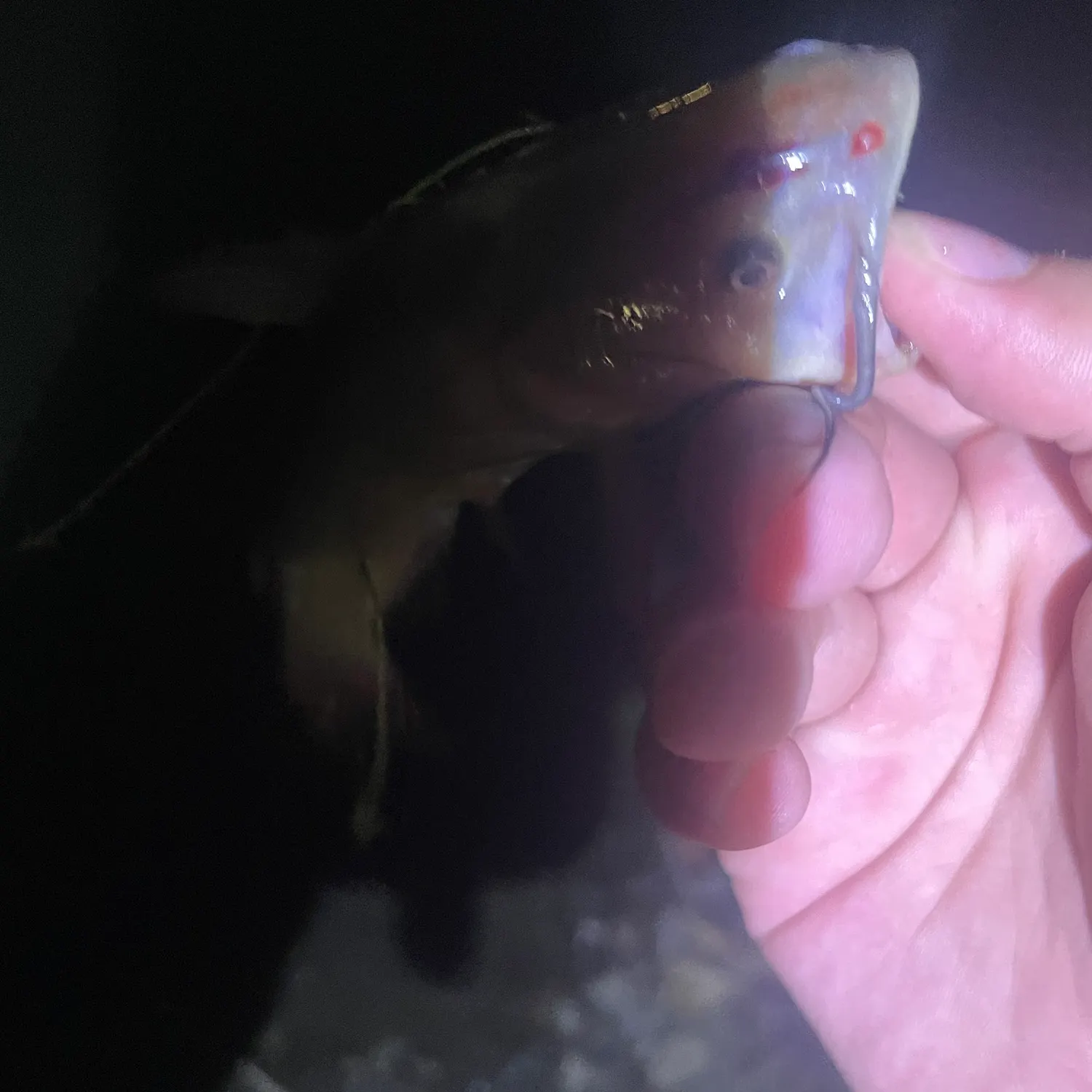 Brown bullhead caught on Fishbrain