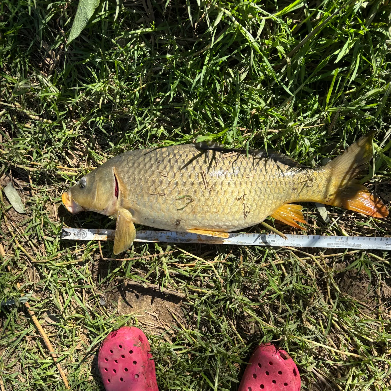 Common carp caught on Fishbrain