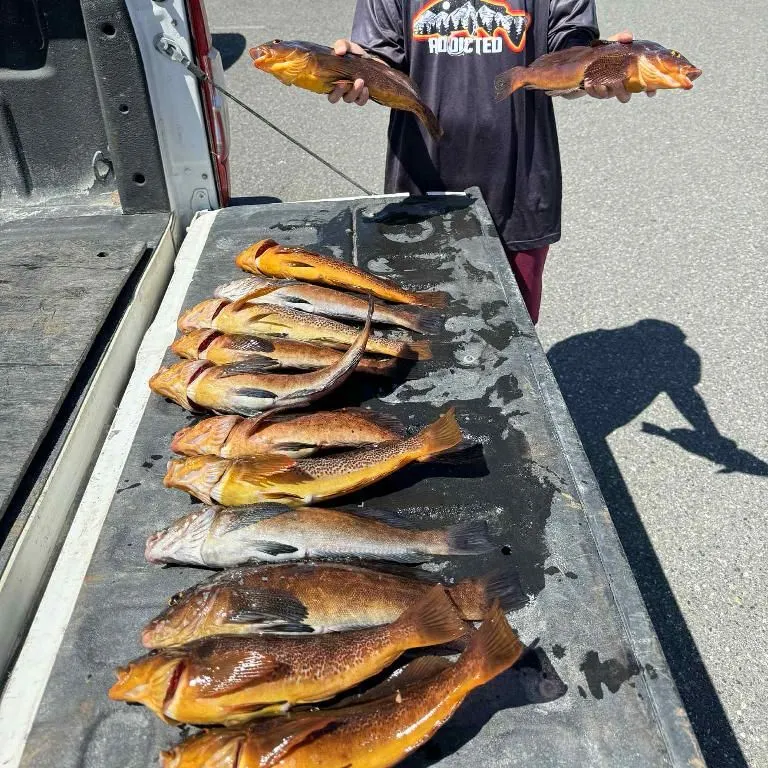 The most recent Kelp greenling catches on Fishbrain