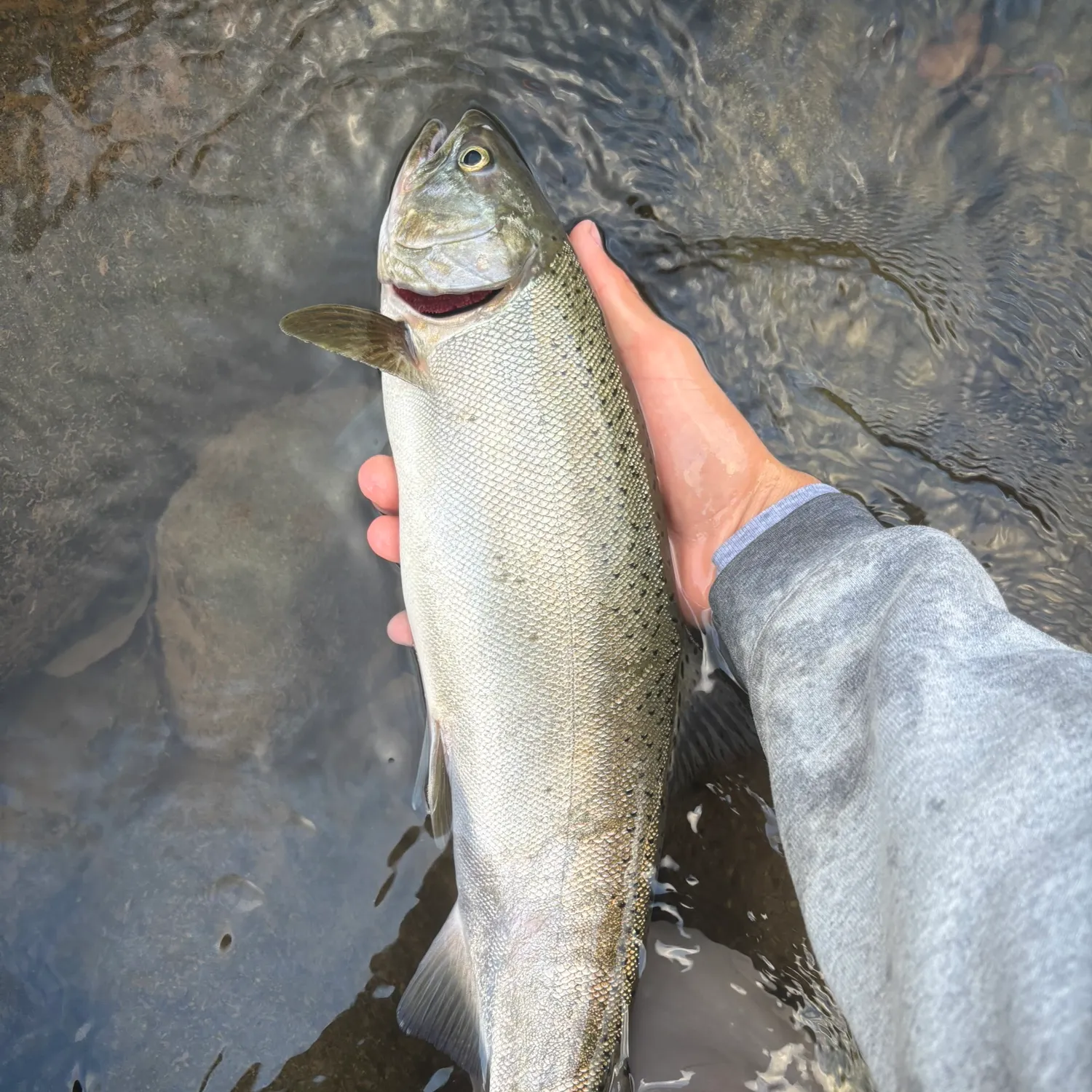 Coho salmon caught on Fishbrain