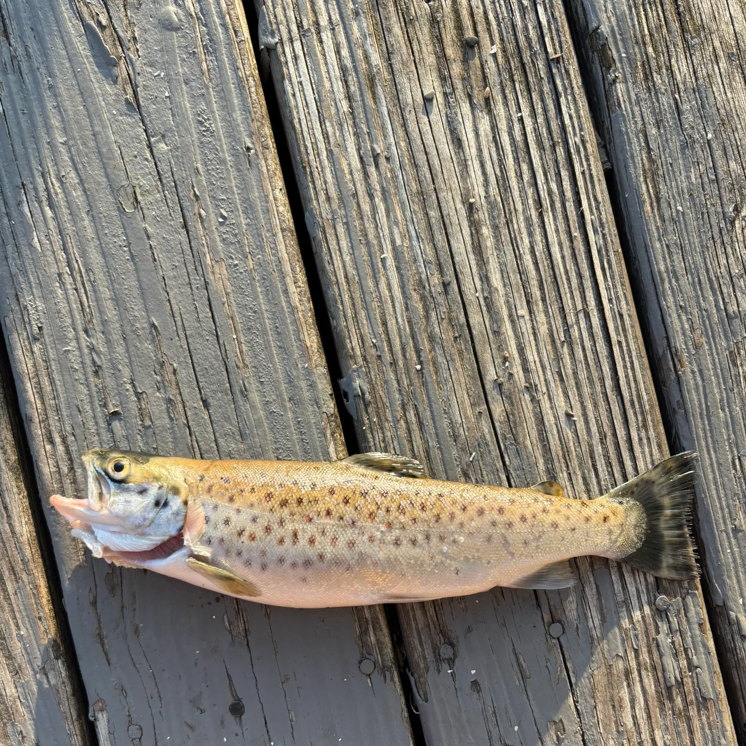 Sea trout caught on Fishbrain