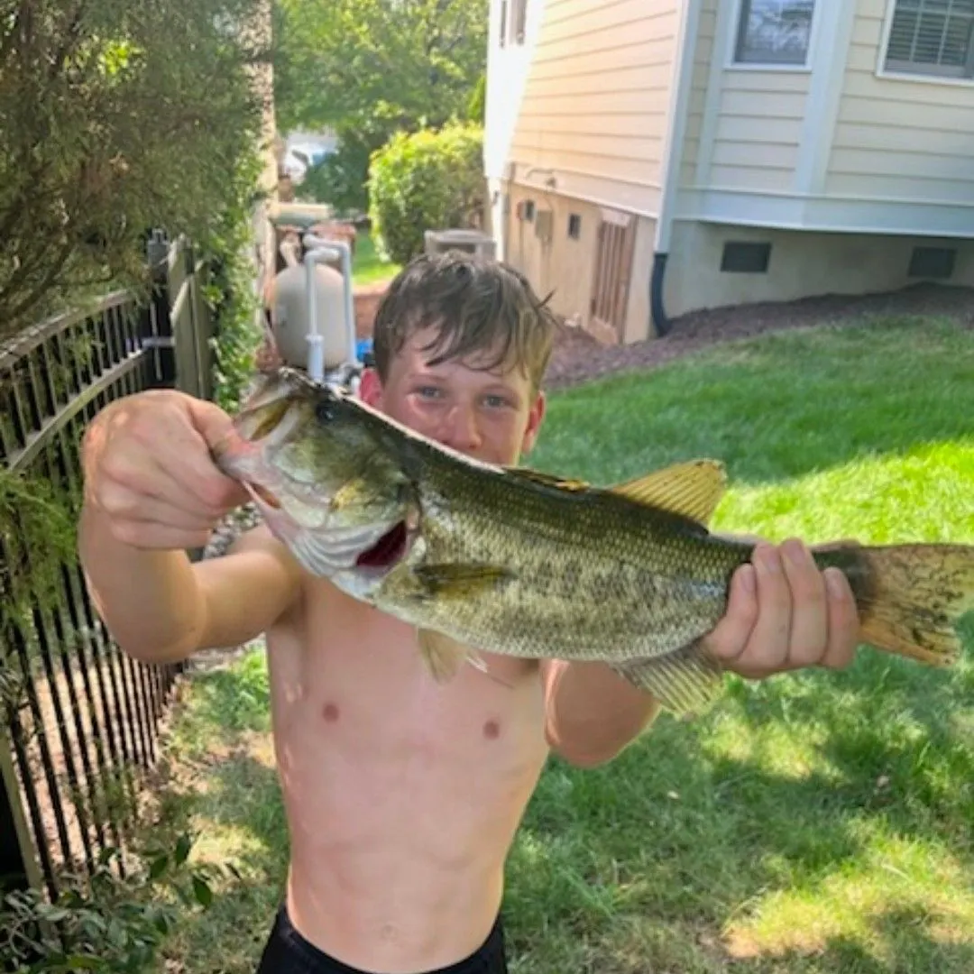 Largemouth bass caught on Fishbrain