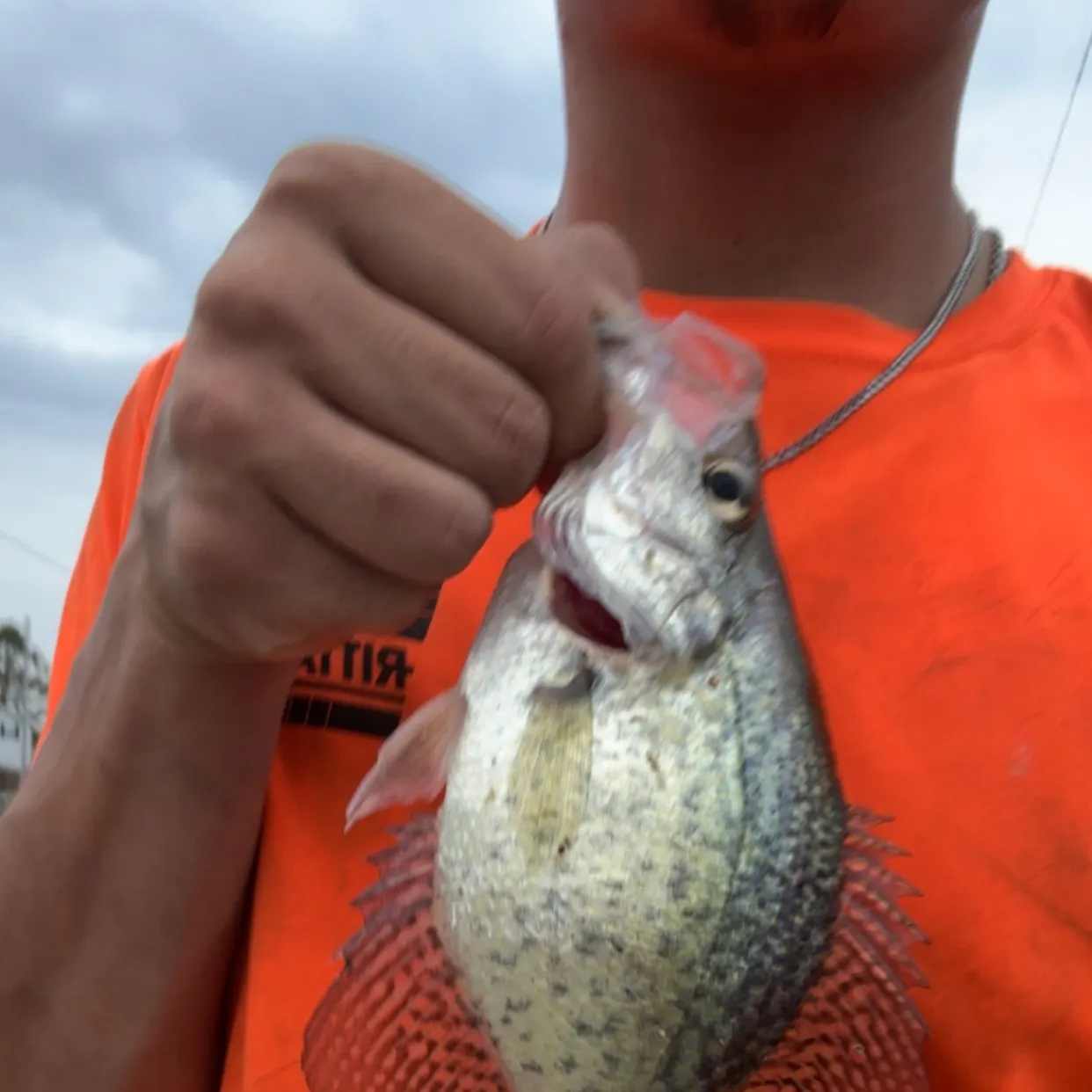 Black crappie caught on Fishbrain