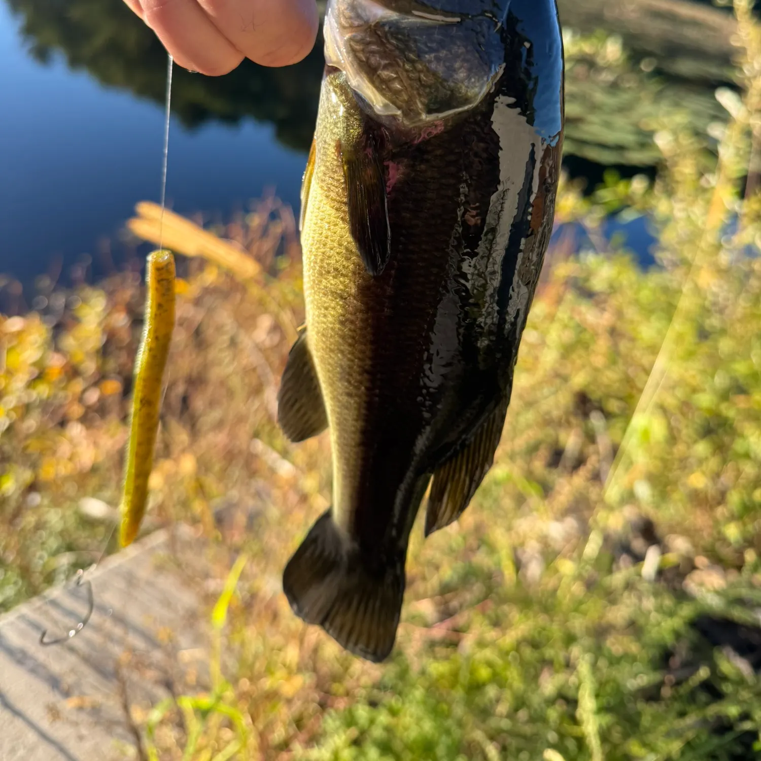 Largemouth bass caught on Fishbrain