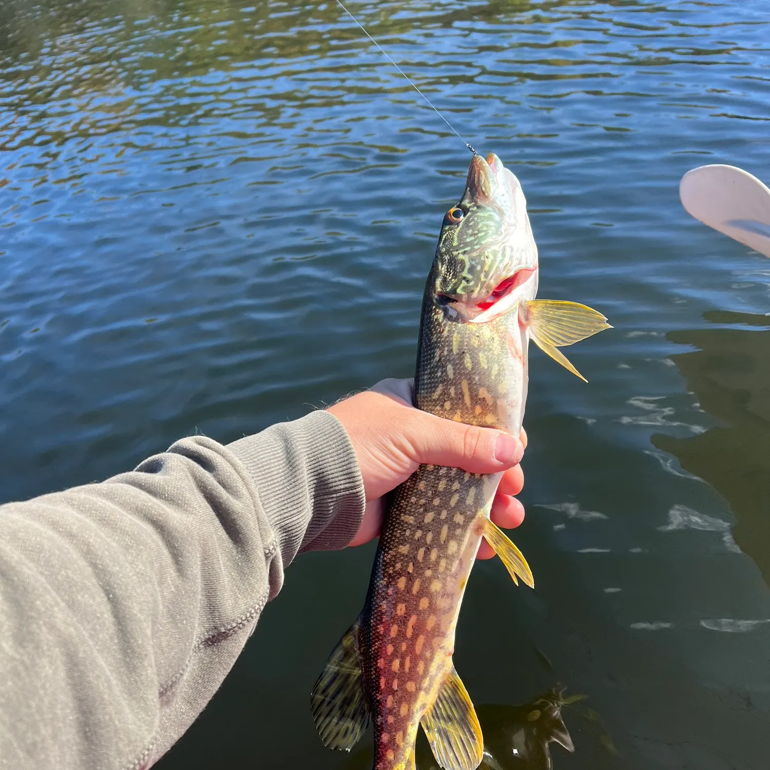 Northern pike caught on Fishbrain