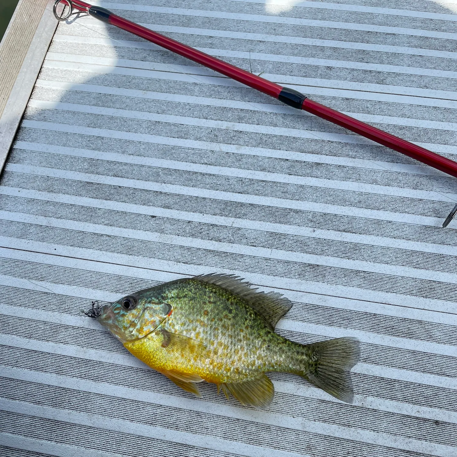The most recent Pumpkinseed catches on Fishbrain