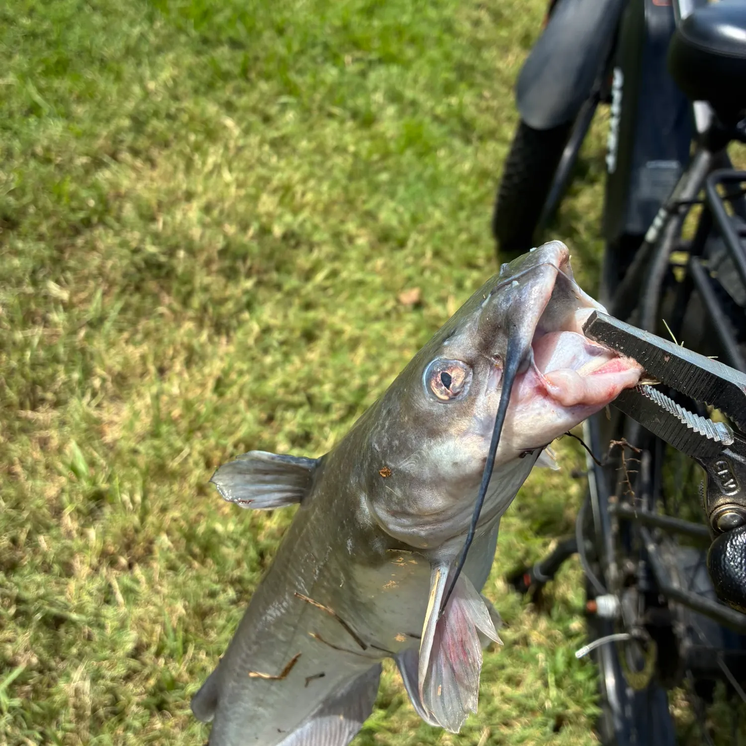 Fish caught on Fishbrain