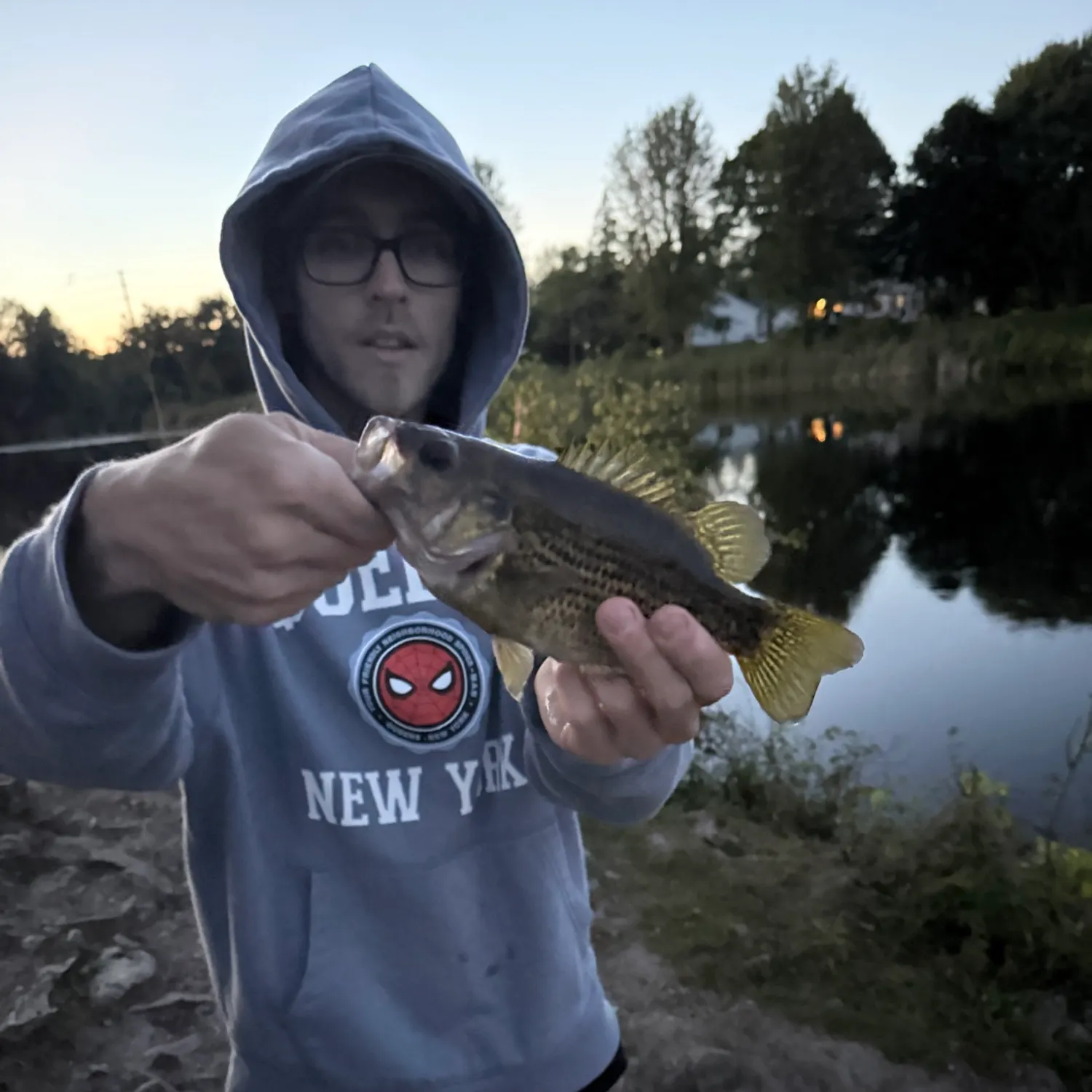 Rock bass caught on Fishbrain