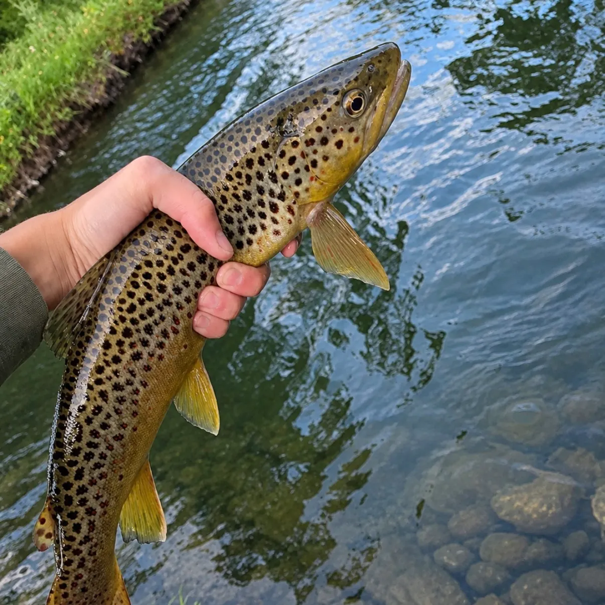 Brown trout caught on Fishbrain